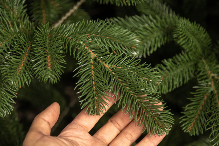 Brad artificial Christmas Deluxe by Sersimo, Kovalivka Select, integral 3D, 230cm [27]