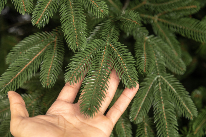 Brad artificial Christmas Deluxe by Sersimo, Laponia Select, integral 3D, 230cm [22]