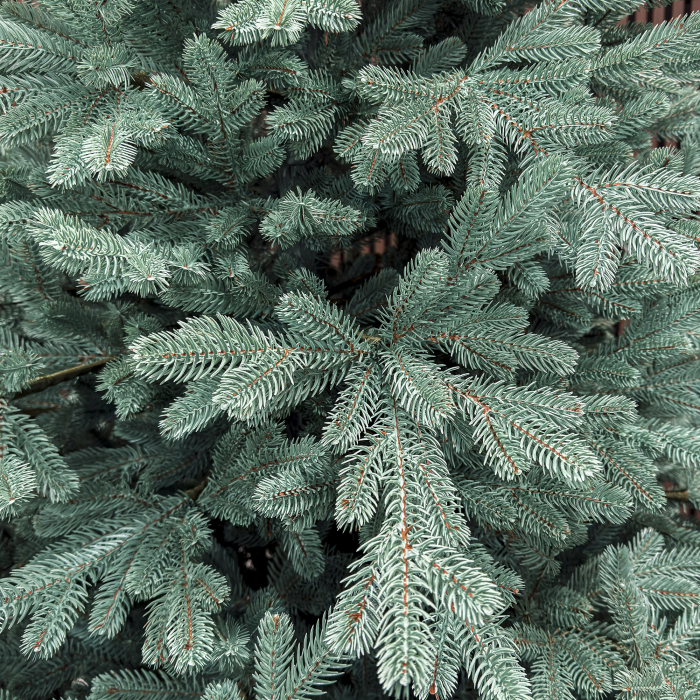 Brad artificial Christmas Deluxe by Sersimo, Viena Select argintiu, integral 3D, 250 cm [11]