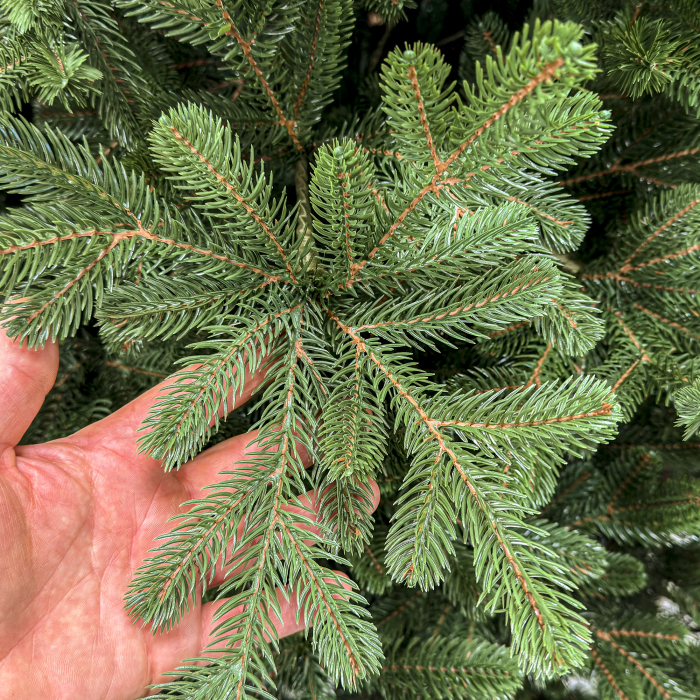 Brad artificial Christmas Deluxe by Sersimo, Viena Select, integral 3D, 250 cm [7]