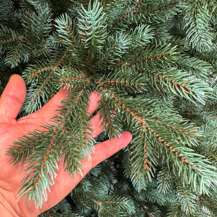 Brad artificial Sersimo, Hollandia, verde cu varfuri argintii, integral 3D, 230 cm [16]