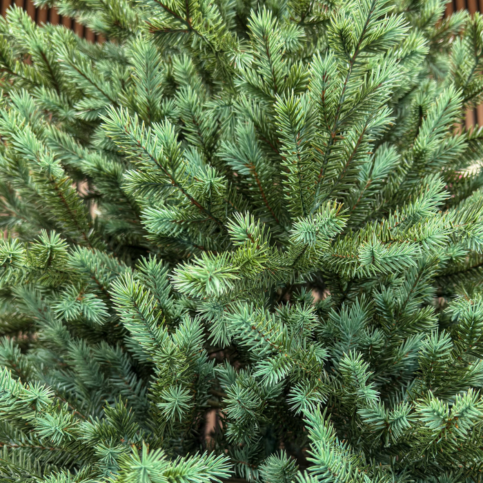 Brad artificial Sersimo, Scandinavia, verde cu varfuri argintii, integral 3D, 210 cm [10]