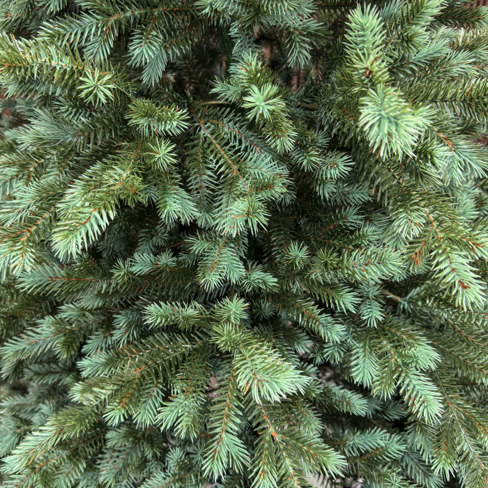 Brad artificial Sersimo, Scandinavia, verde cu varfuri argintii, integral 3D, 210 cm [11]