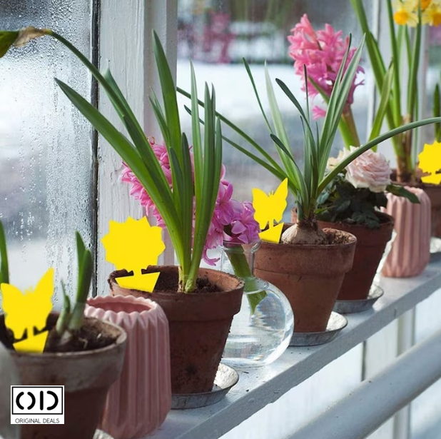 capcane adezive insecte ghiveci capcane lipicioase plante flori capcane galbene insecte daunatoare capcane muste tantari afide plante capcane pentru paianjeni si buburuze capcane anti insecte gradina sera set capcane adezive flori fluturi capcane naturale fara chimicale plante capcane lipicioase pentru interior si exterior capcane insecte original deals [14]