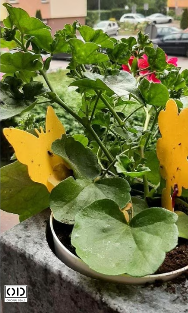 capcane adezive insecte ghiveci capcane lipicioase plante flori capcane galbene insecte daunatoare capcane muste tantari afide plante capcane pentru paianjeni si buburuze capcane anti insecte gradina sera set capcane adezive flori fluturi capcane naturale fara chimicale plante capcane lipicioase pentru interior si exterior capcane insecte original deals [16]