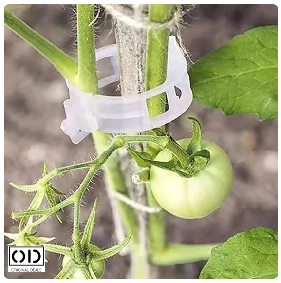 Clips prindere Vita de Vie Clips prindere corzi legume fructe Clipsuri pentru Corzi Vita de Vie  Clipsuri prindere Vita de vie clipsuri pentru plante dedeman ata de legat via dedeman clipsuri palisare rosii dedeman role pentru aparat de legat via dedeman ata legat rosii dedeman cleme plante fir de legat la vie clipsuri palisare hornbach [14]
