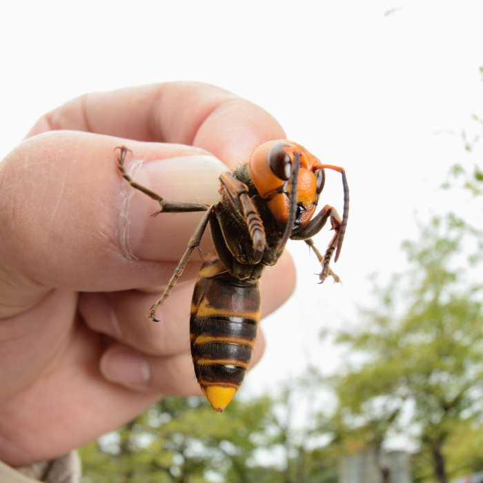 Capcana pentru Viespi si Insecte Zburatoare, Reutilizabila si Foarte Eficienta [3]