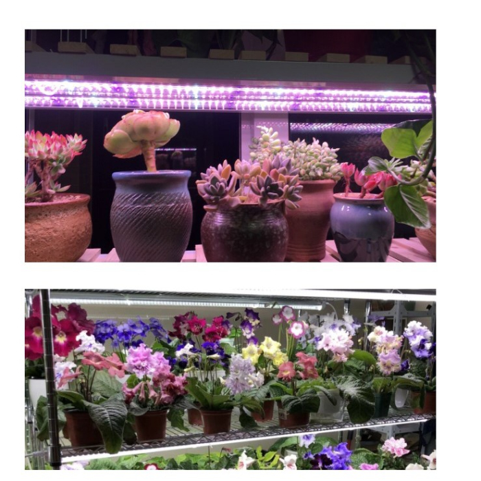 Lampa dubla pentru cresterea plantelor , 50 cm, T5, tehnologie LED, nu afecteaza plantele, potrivit pentru intregul ciclu de crestere, multicolor [4]