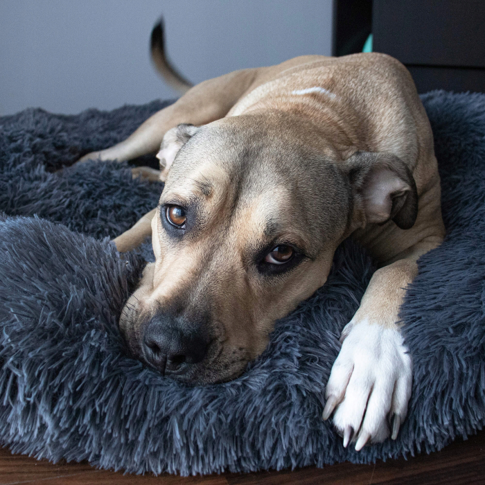 Pat Sersimo pentru caini si pisici, cu husa detasabila, gri inchis, diametru 80cm [10]