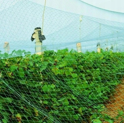 Plasa anti pasari 4x5m din polietilena, verde [10]