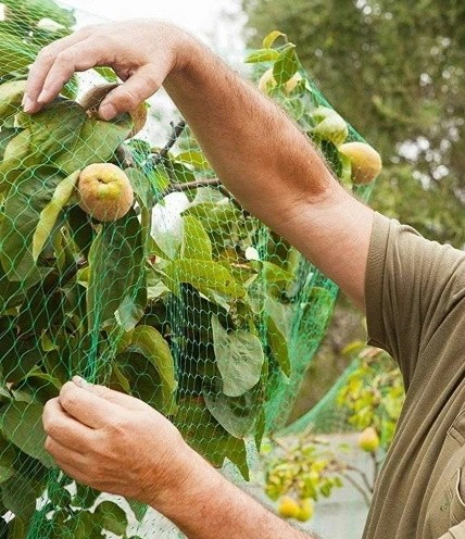 Plasa anti pasari 4x5m din polietilena, verde [2]