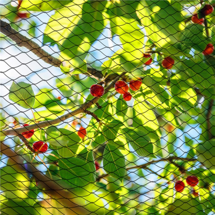 Plasa anti pasari 4x5m din polietilena, verde [3]