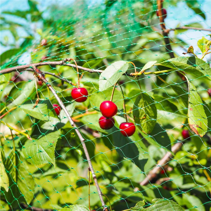 Plasa anti pasari 4x5m din polietilena, verde [4]