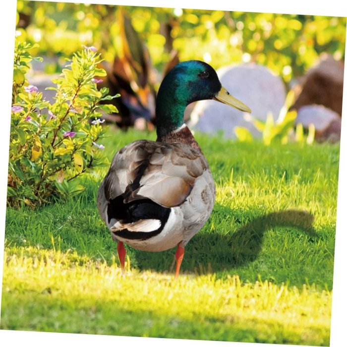 Set 2 Decoratiuni de Gradina, , Model Rata, Tip Placa, Grosime 3 mm, Fata-Verso, Multicolor [4]