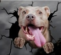 pit bull terrier american olx pitbull terrier olx pitbull terrier pitbull terrier de vanzare american bully xxl olx pui pitbull olx pitbull wikipedia pitbull de vanzare [4]