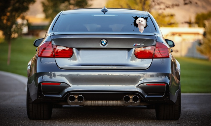 bichon maltez olx gratis olx bichon maltez catei bichon de vanzare bichon maltez pret cumpar bichon maltez bichon maltez talie mica bichon maltez publi 24 bichon de vanzare 3 luni [4]