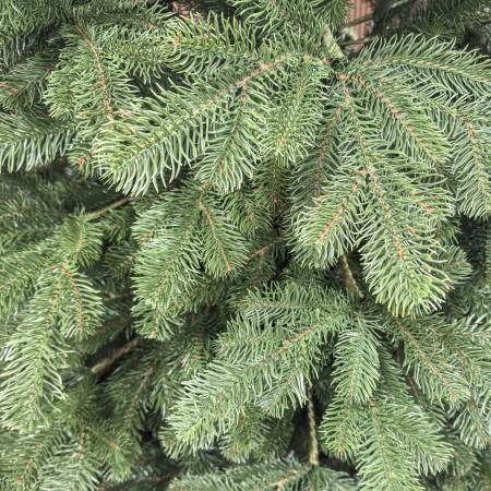 Brad artificial Christmas Deluxe by Sersimo, Kovalivka Select, integral 3D, 250 cm [5]