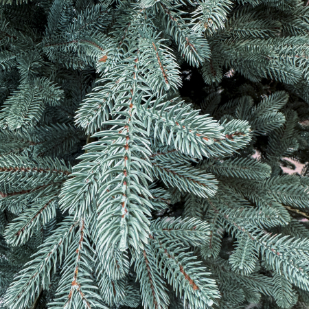 Brad artificial Christmas Deluxe by Sersimo, Viena Select argintiu, integral 3D, 250 cm [4]