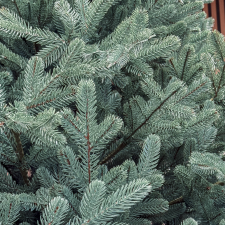 Brad artificial Christmas Deluxe by Sersimo, Viena Select argintiu, integral 3D, 250 cm [7]