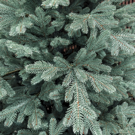 Brad artificial Christmas Deluxe by Sersimo, Viena Select argintiu, integral 3D, 250 cm [10]