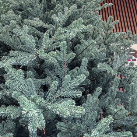 Brad artificial Christmas Deluxe by Sersimo, Viena Select argintiu, integral 3D, 250 cm [5]