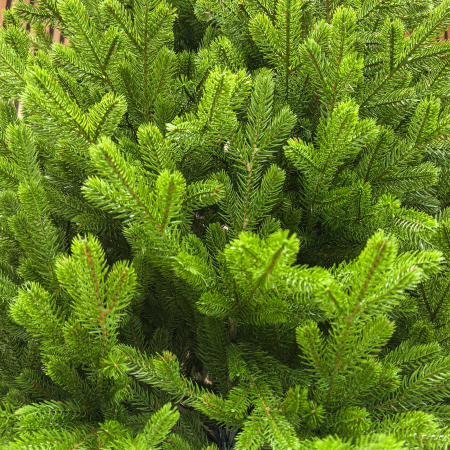 Brad artificial Sersimo, Alindra Elite, verde, integral 3D, 210 cm [6]
