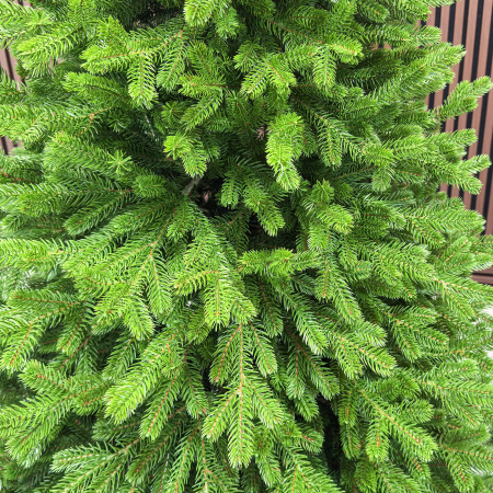 Brad artificial Sersimo, Alindra Elite, verde, integral 3D, 210 cm [10]