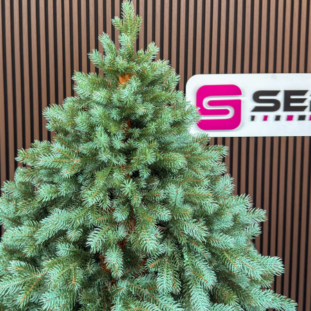 Brad artificial Sersimo, Hollandia, verde cu varfuri argintii, integral 3D, 230 cm [16]