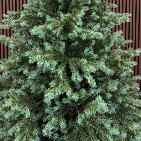 Brad artificial Sersimo, Scandinavia, verde cu varfuri argintii, integral 3D, 210 cm [11]