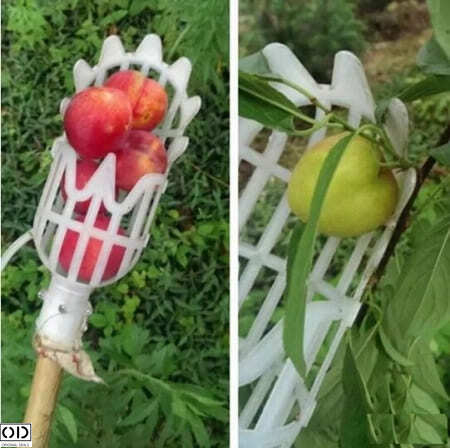 Culegator Hotoaica pentru Fructe si Legume [1]