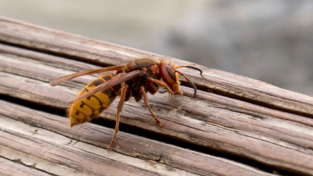 Capcana pentru Viespi si Insecte Zburatoare, Reutilizabila si Foarte Eficienta [4]