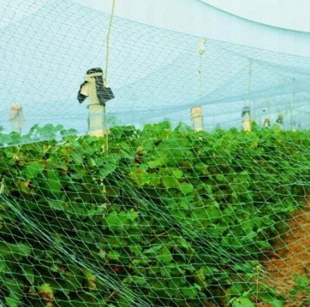 Plasa anti pasari 4x5m din polietilena, verde [9]