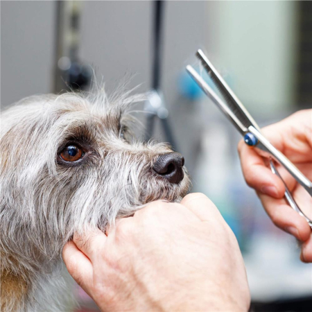 Set de ingrijire pentru animale de companie, cu 4 foarfece pentru tuns si accesorii [17]