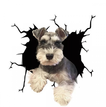 rase caini schnauzer schnauzer pitic olx schnauzer pitic tunsoare schnauzer pitic schnauzer pitic de vanzare canisa schnauzer pitic bucuresti hrana schnauzer pitic poze schnauzer pitic [5]