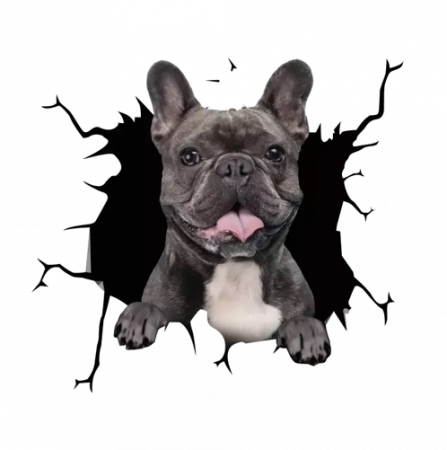 bulldog francez de vanzare pui de bulldog francez gratis bulldog francez la jumate bulldog francez adoptie bulldog francez pui olx bulldog francez olx oradea bulldog francez culori ingrijire bulldog francez [3]