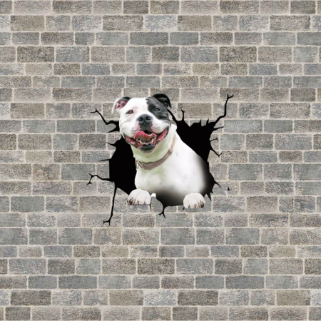 Caine Pitbull de Expozitie pitbull de vanzare rase de pitbull poze cu pitbull pitbull terrier pitbull american pitbull mic pitbull romania american bully xxl olx [3]