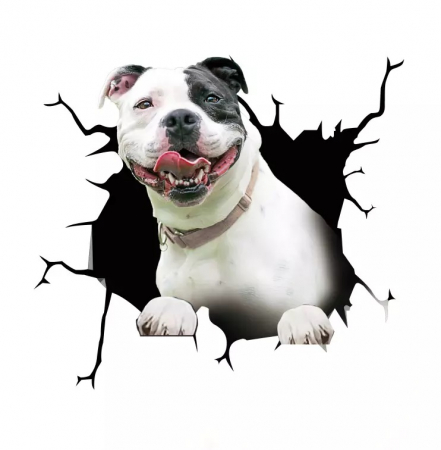 Caine Pitbull de Expozitie pitbull de vanzare rase de pitbull poze cu pitbull pitbull terrier pitbull american pitbull mic pitbull romania american bully xxl olx [4]