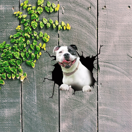Caine Pitbull de Expozitie pitbull de vanzare rase de pitbull poze cu pitbull pitbull terrier pitbull american pitbull mic pitbull romania american bully xxl olx [2]