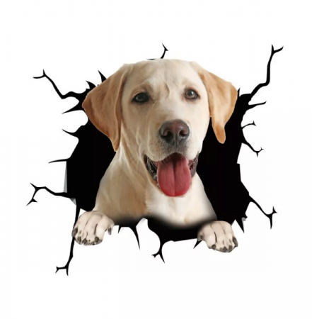 caini labrador de vanzare olx caine labrador poze despre labradori negrii labrador talie mica labrador alb labrador de vanzare caine labrador caracteristici pui labrador auriu de vanzare [5]