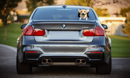 donez pui corgi caine corgi olx canisa corgi romania pui corgi de vanzare corgi pret moldova poze cu corgi corgi bucuresti corgi regina angliei caine corgi pret caine corgi caine rasa corgi pret caini corgi Catel corgi Canisa corgi romania Corgi pret Caine corgi olx Pui corgi pret Corgi bucuresti [1]