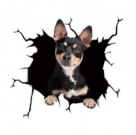 chihuahua mini toy de vanzare donez caine chihuahua chihuahua de vanzare bucuresti chiuaua pret chiuaua mini toy poze chiuaua chihuahua de vanzare chihuahua adoptie Donez caine chihuahua [5]