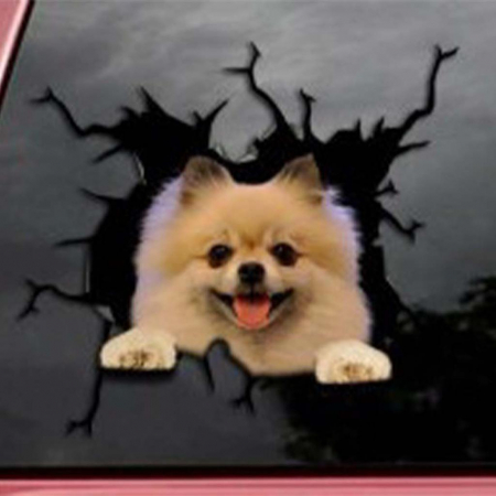 tipuri de caine pomeranian pomeranian vanzare donez caine pomeranian curiozitati despre pomeranian mini pomeranian alb pret pomeranian mini toy olx catel pomeranian olx donez pomeranian [2]