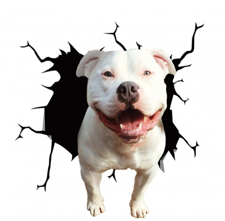 Caine Pitbull de Expozitie pitbull de vanzare rase de pitbull poze cu pitbull pitbull terrier pitbull american pitbull mic pitbull romania american bully xxl olx [4]