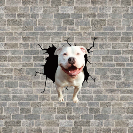 Stickere Auto & Autocolante - Caine Pitbull de Expozitie pitbull de vanzare rase de pitbull poze cu pitbull pitbull terrier pitbull american pitbull mic pitbull romania american bully xxl olx