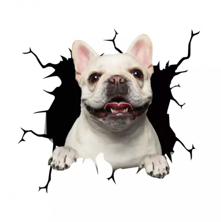 bulldog francez adoptie donez bulldog francez olx pui de bulldog francez ieftini crescatorie bulldog francez bulldog francez publi24 bulldog francez olx  pui de bulldog francez bulldog francez pret [5]