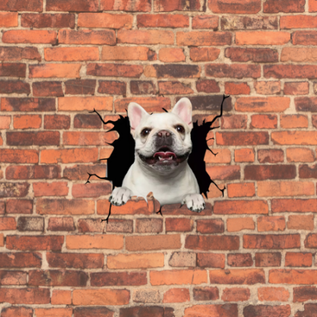 bulldog francez adoptie donez bulldog francez olx pui de bulldog francez ieftini crescatorie bulldog francez bulldog francez publi24 bulldog francez olx  pui de bulldog francez bulldog francez pret [2]