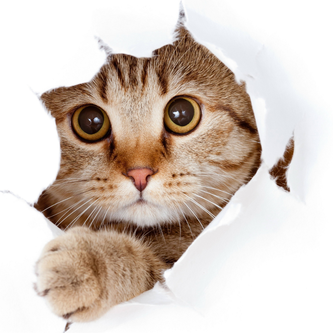 De ce să alegi un medalion personalizat?