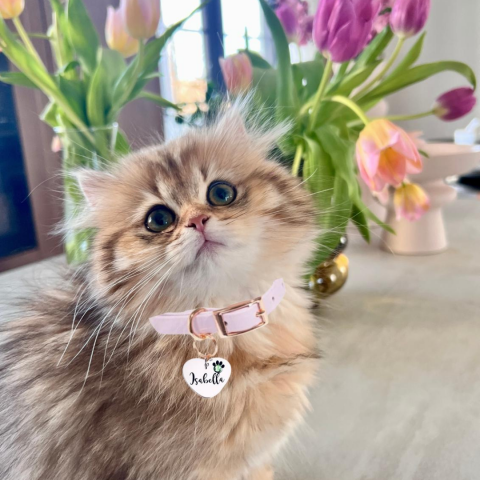 Medalion argint personalizat inima si cristal - Pentru pisicuta ta [4]