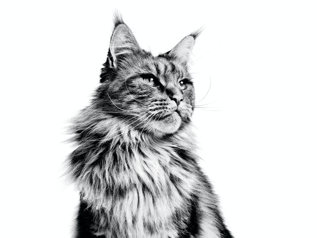 Despre rasa Maine Coon