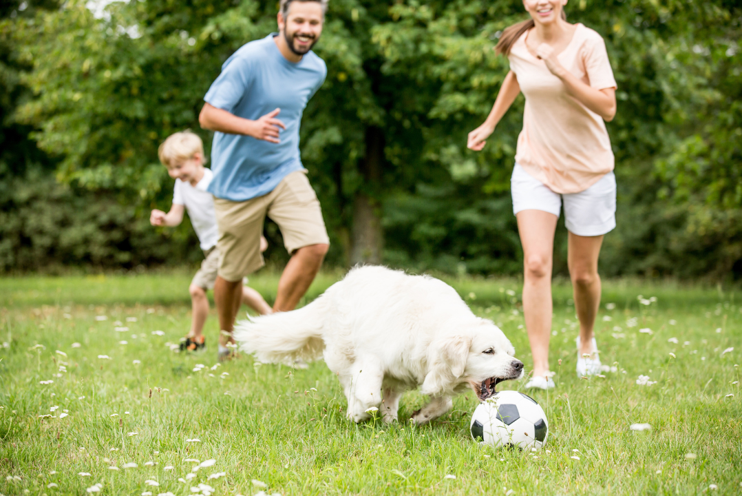 Cum alegi suplimentele potrivite pentru un câine sportiv sau foarte activ